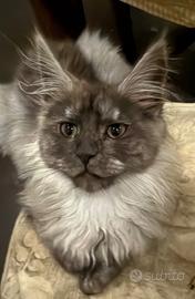 Maine Coon