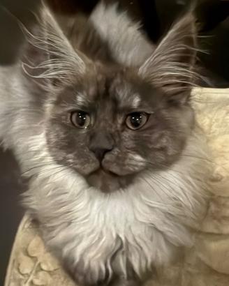 Maine Coon