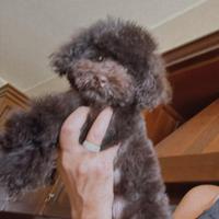 Barboncino cioccolato minitoy per monta