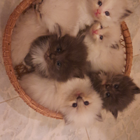Gatti siberiani Meravigliosi cucciolotti siberian
