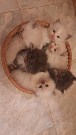 Gatti siberiani Meravigliosi cucciolotti siberian