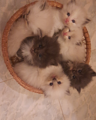 Gatti siberiani Meravigliosi cucciolotti siberian