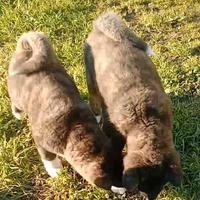 Cuccioli Akita americano