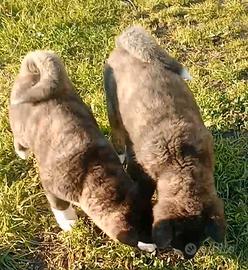 Cuccioli Akita americano