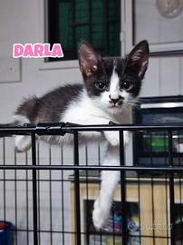 George Darla e Mary, gattini di tre mesi