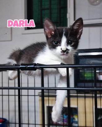 George Darla e Mary, gattini di tre mesi