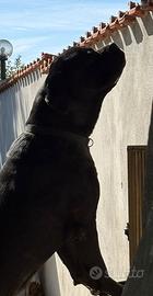 Cane corso