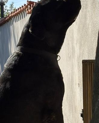 Cane corso