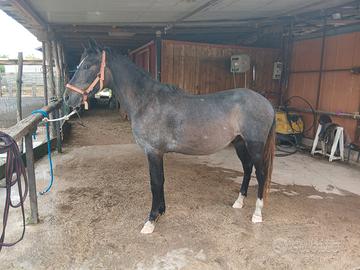Cavallino