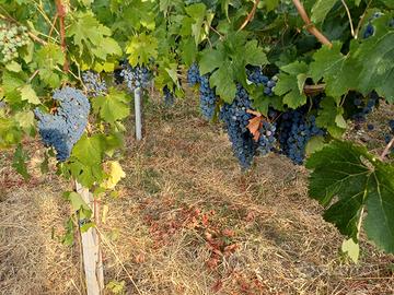 Uva da vino IGP Frascati