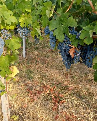 Uva da vino IGP Frascati