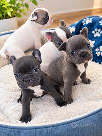 Cucciola bulldog francese