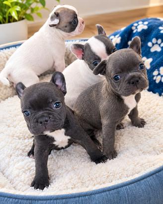 Cucciola bulldog francese