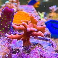 Talea ultra signature JF TNT