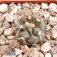 2 pezzi copiapoa cinerea albispina 