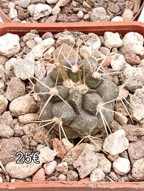 2 pezzi copiapoa cinerea albispina 