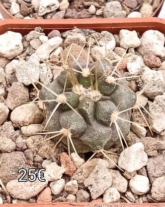 2 pezzi copiapoa cinerea albispina 