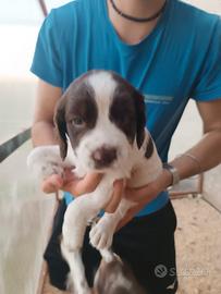 Disponibile cucciolo di springer spaniel