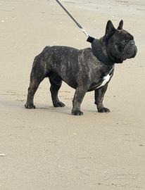Bulldog Francese maschio disponibile per monta