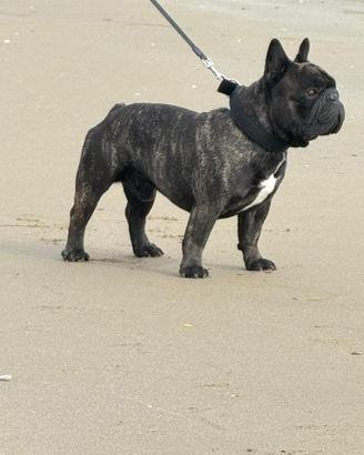 Bulldog Francese maschio disponibile per monta