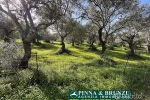Oristano - ULIVETO 1.000 piante FORTE RIBASSO