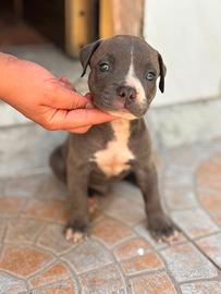 Cuccioli di Pitbull