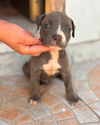 Cuccioli di Pitbull