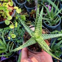 Aloe Vera Canarie