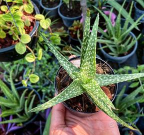 Aloe Vera Canarie