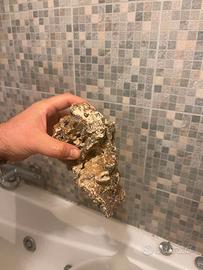 Rocce Vive acquario marino