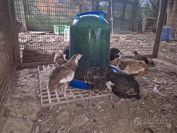 Quaglie jumbo varie mutazioni