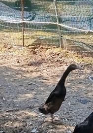 Maschio anatra corritrice indiana