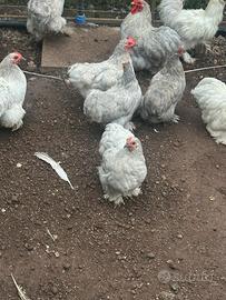 Coppie di galline cocincine