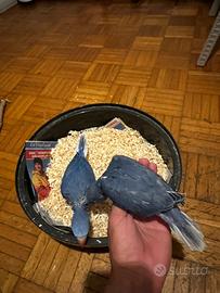 Parrochetto del collare