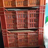 COLLEZIONE COMPLETA FUMETTO TEX