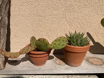 Cactus e varieta di aloe