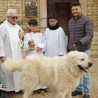 Pastore maremmano abruzzese