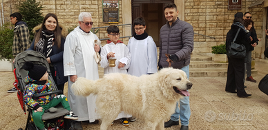 Pastore maremmano abruzzese