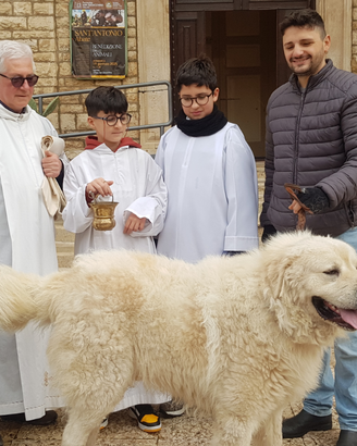 Pastore maremmano abruzzese