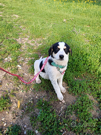 Cucciolo taglia piccola media