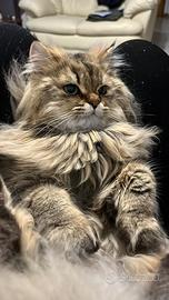Gatto persiano cincillà per accoppiamento