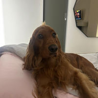 Noè cocker di 2 anni e mezzo