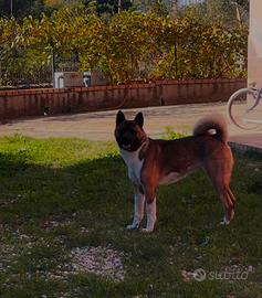 Monta akita Americano sesso femmina di 2 anni 1/2