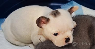 Bulldog francese