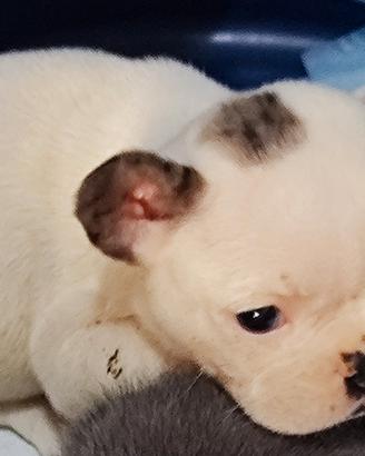 Bulldog francese