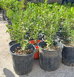 Siepi bosso buxus