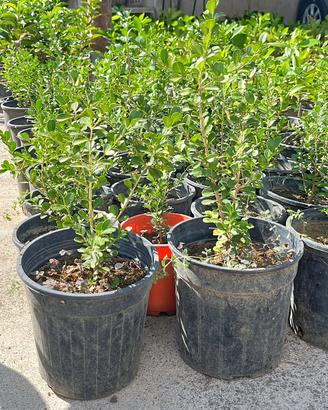 Siepi bosso buxus
