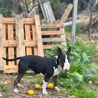 Bull terrier per monta