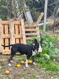 Bull terrier per monta