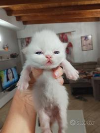 Gattini persiani